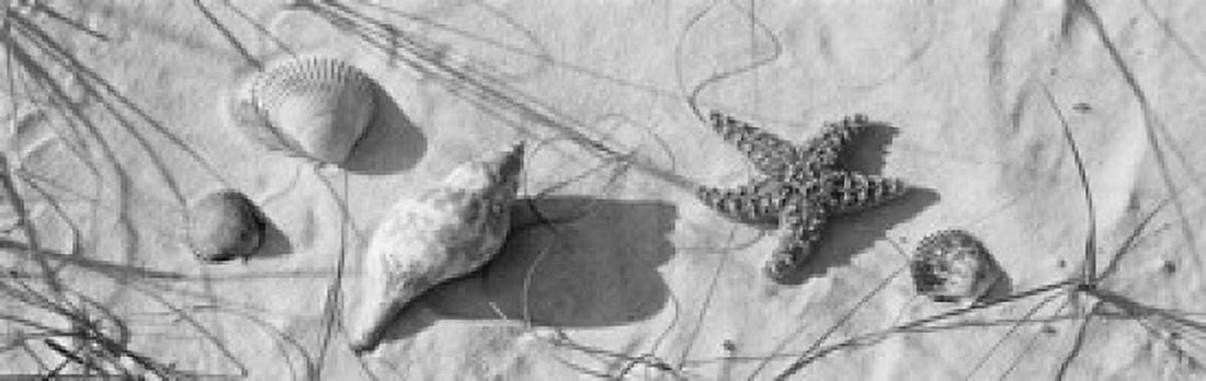 Close-up of a starfish and seashells on the beach Dauphin Island Alabama USA Canvas Art - Panoramic Images (36 x 12)
