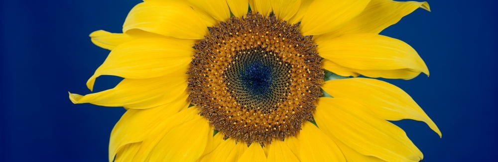 Close-up of a sunflower (Helianthus annuus) Canvas Art - Panoramic Images (27 x 9)