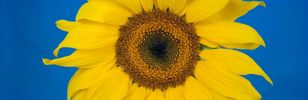 Close-up of a sunflower (Helianthus annuus) Canvas Art - Panoramic Images (36 x 12)