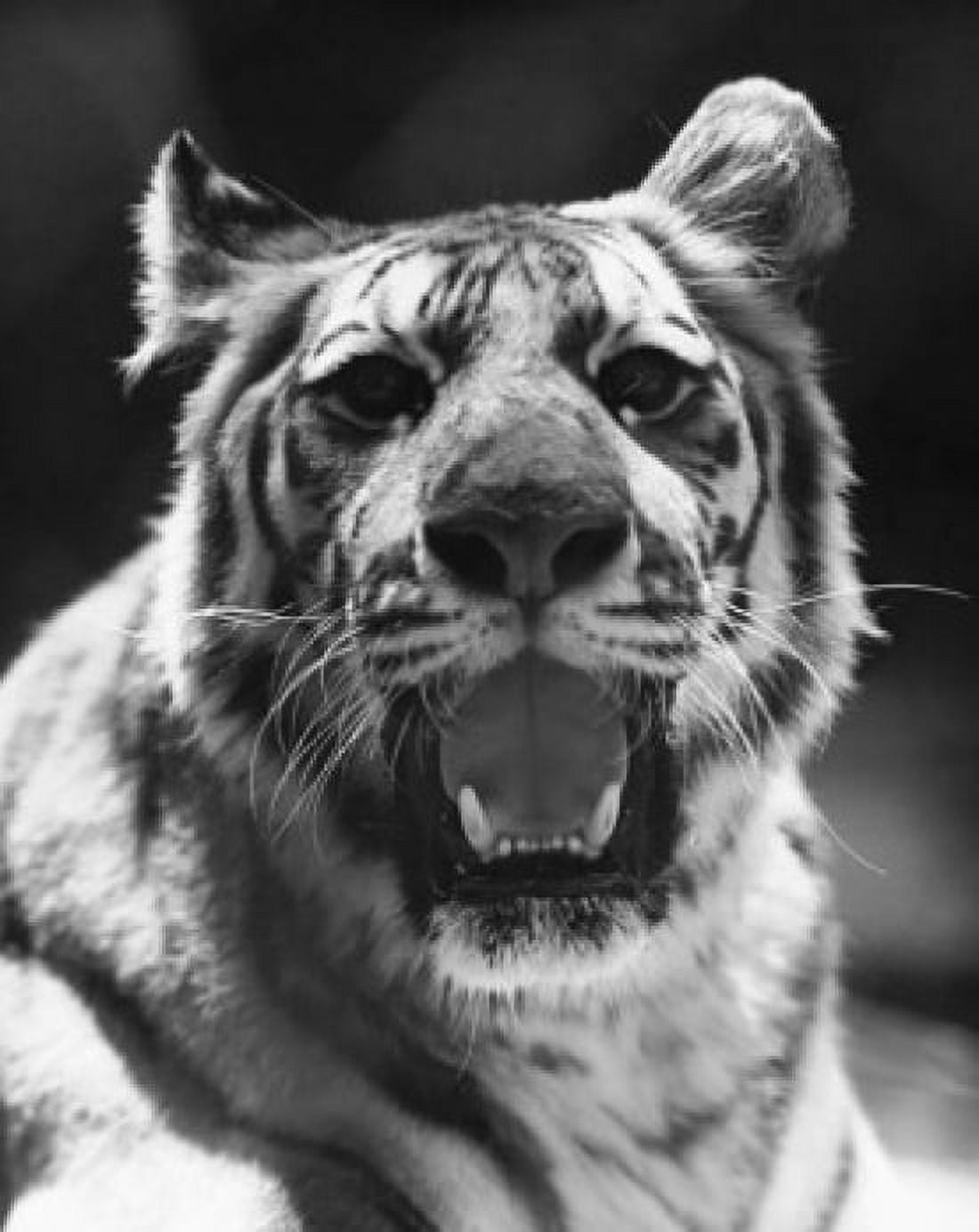 Close-up of a tiger snarling (Panthera tigris) Canvas Art -  (18 x 24)