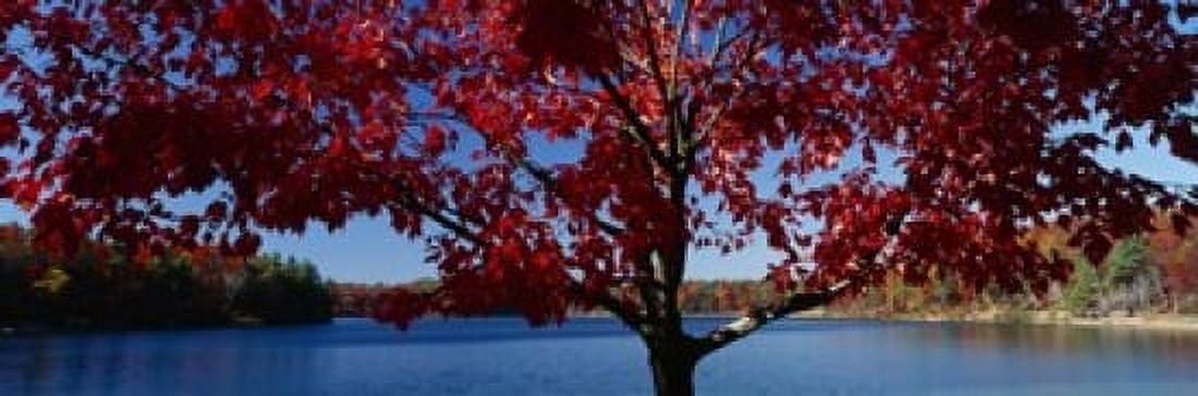 Close-up of a tree Walden Pond Concord Massachusetts USA Canvas Art - Panoramic Images (18 x 6)