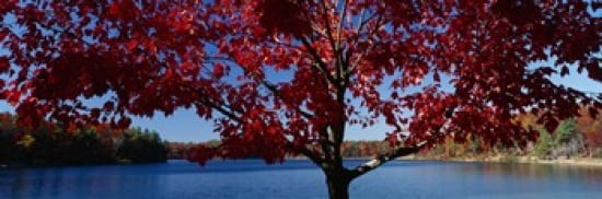 Close-up of a tree Walden Pond Concord Massachusetts USA Canvas Art - Panoramic Images (36 x 12)