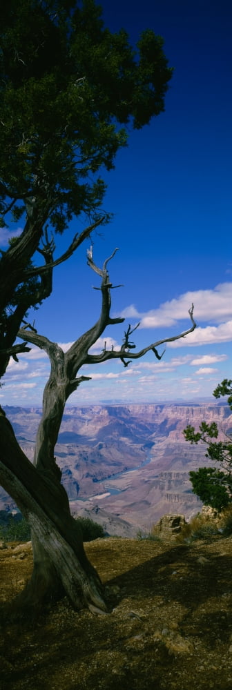 Close-up of a tree at the edge of a canyon Grand Canyon National Park Arizona USA Canvas Art - Panoramic Images (36 x 12)