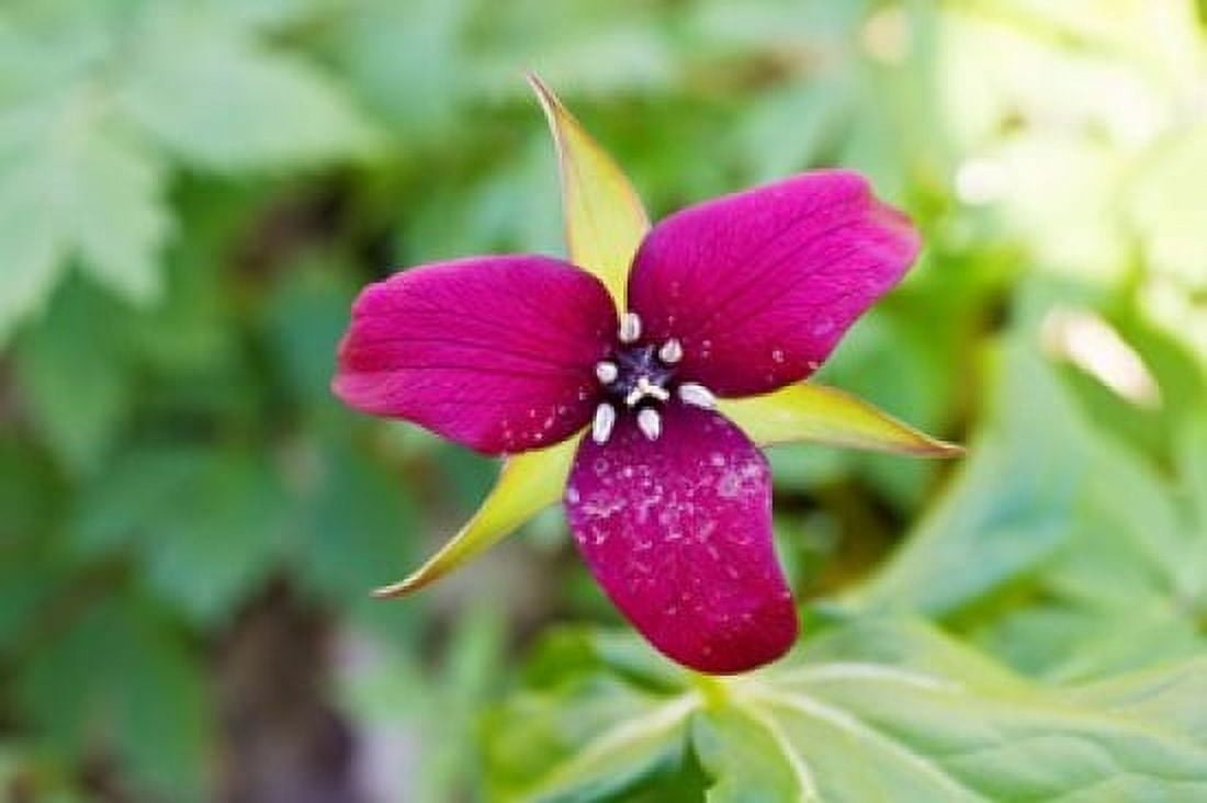 Close-up of a trillium flower Canvas Art - Panoramic Images (36 x 24)