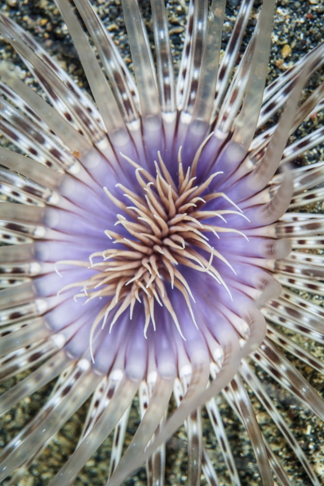 Close-up of a tube anemone Canvas Art - Ethan DanielsStocktrek Images (23 x 34)