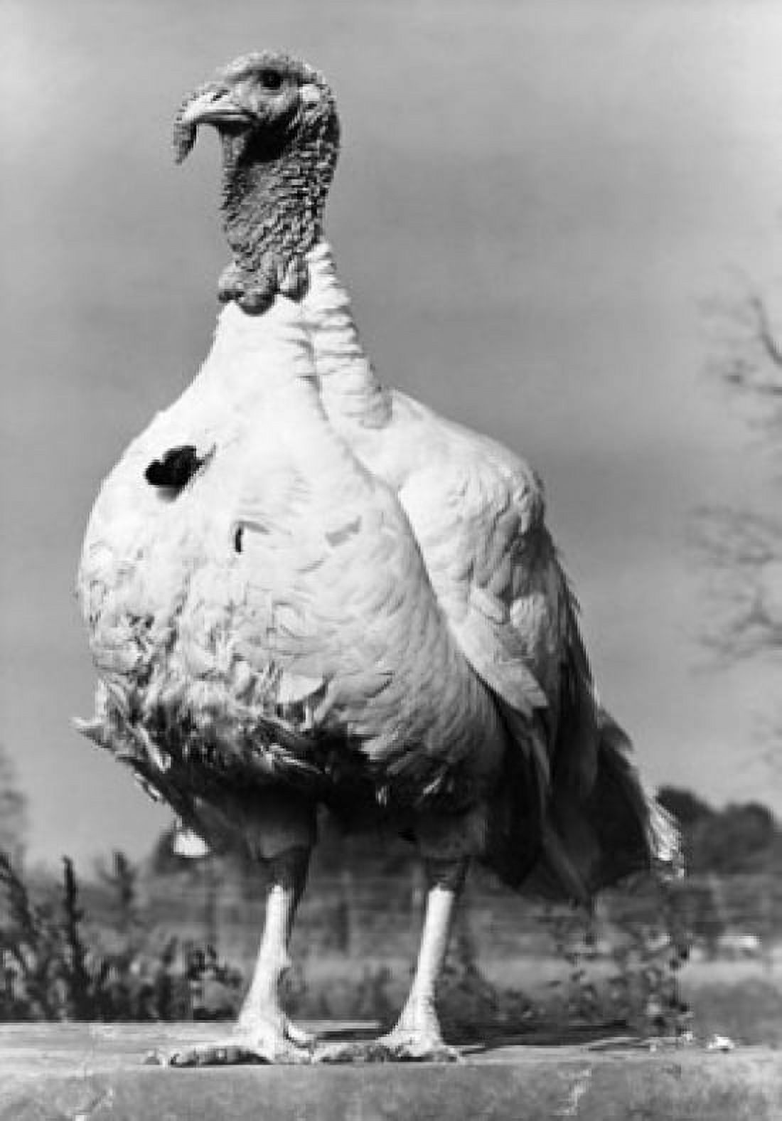 Close-up of a turkey Canvas Art - (18 x 24)