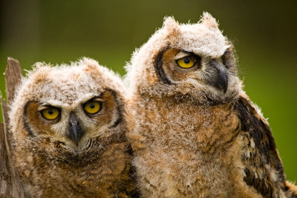 Close-up of a two Great Horned Owlets (Bubo virginianus) Canvas Art - Panoramic Images (36 x 12)