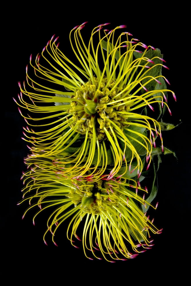 Close up of a unique tropical flower on a black background Hawaii United States of America Canvas Art - Scott Mead Design Pics (12 x 19)