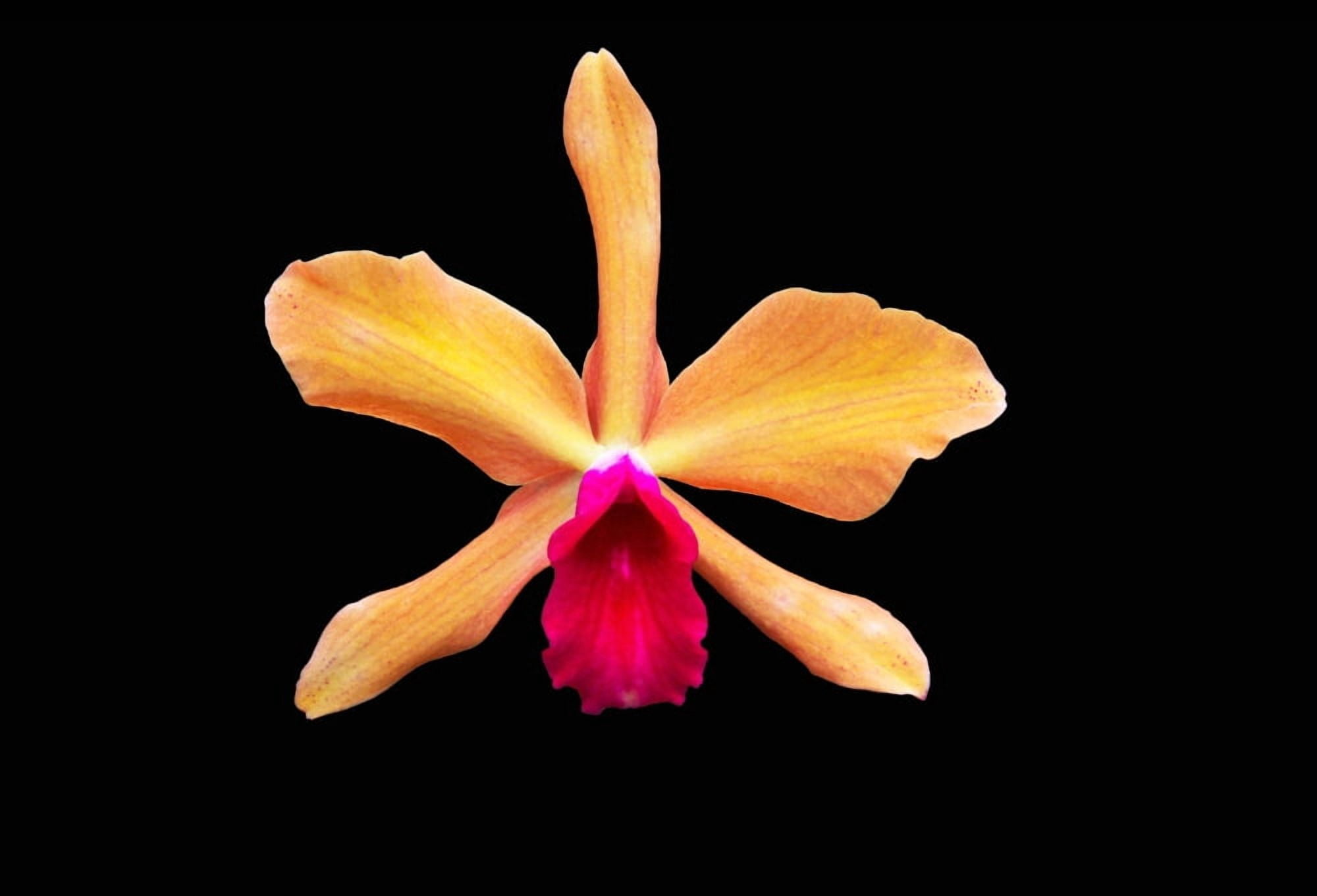 Close up of a unique tropical flower on a black background Hawaii United States of America Canvas Art - Scott Mead Design Pics (18 x 12)