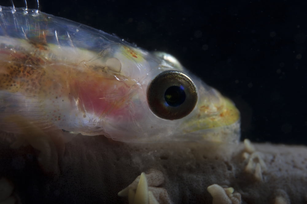 Close-up of a whip coral goby Beqa Lagoon Fiji Canvas Art - Terry MooreStocktrek Images (18 x 12)