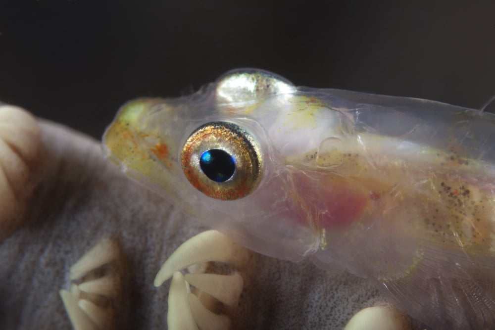 Close-up of a whip coral goby Beqa Lagoon Fiji Canvas Art - Terry MooreStocktrek Images (35 x 23)