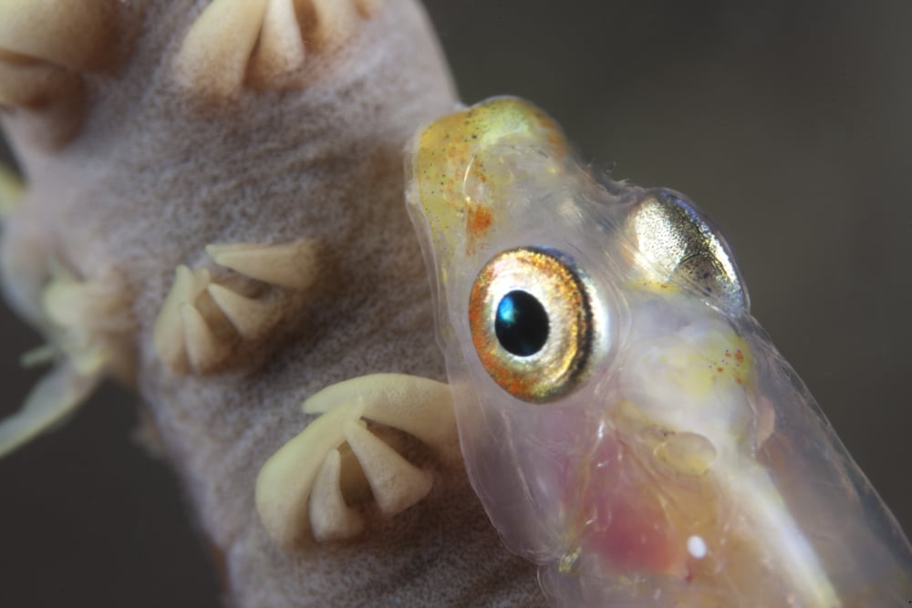 Close-up of a whip coral goby Beqa Lagoon Fiji Canvas Art - Terry MooreStocktrek Images (35 x 23)