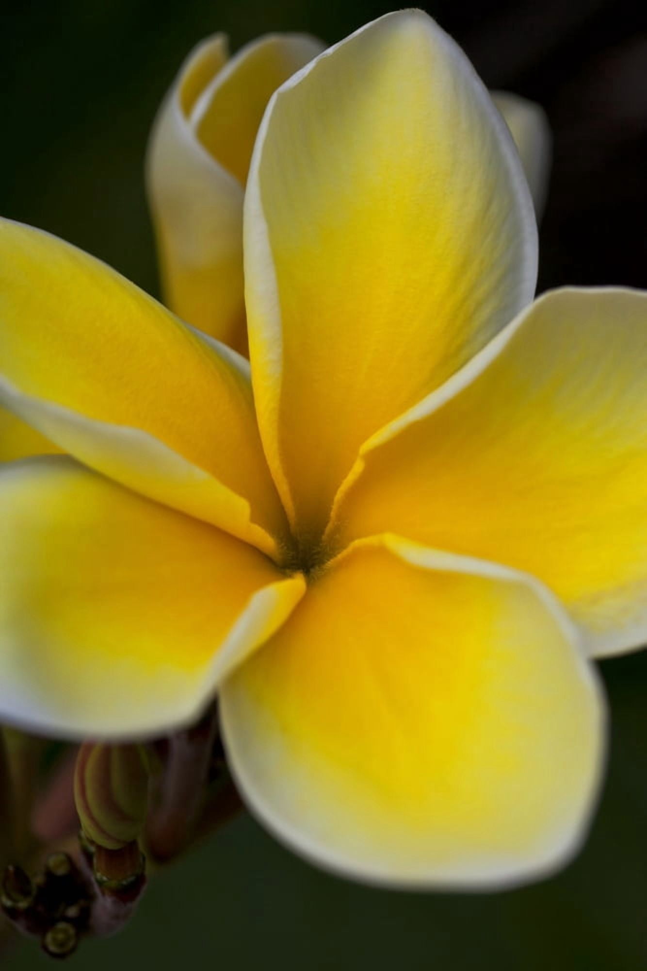 Close up of a yellow and white tropical flower Hawaii United States of America Canvas Art - Scott Mead Design Pics (12 x 19)