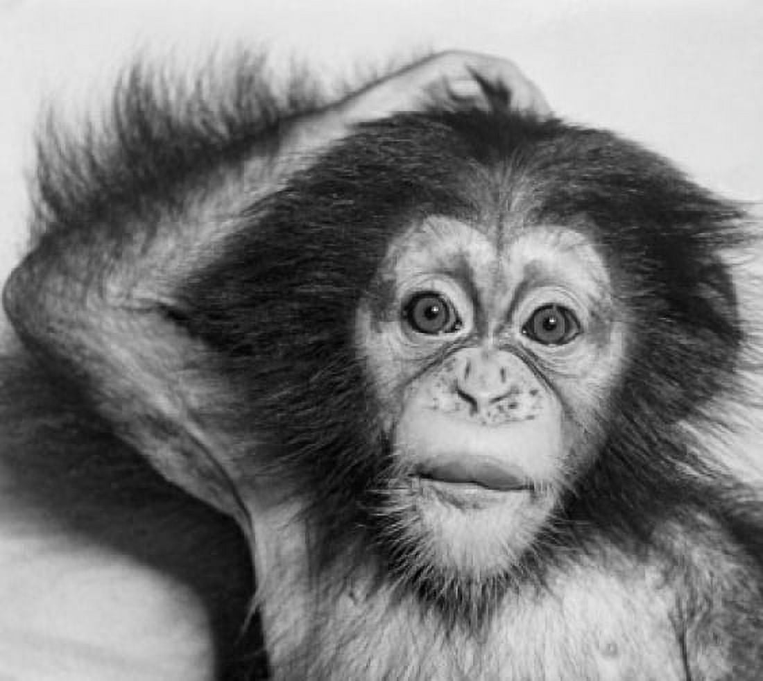 Close-up of a young chimpanzee Canvas Art -  (18 x 24)