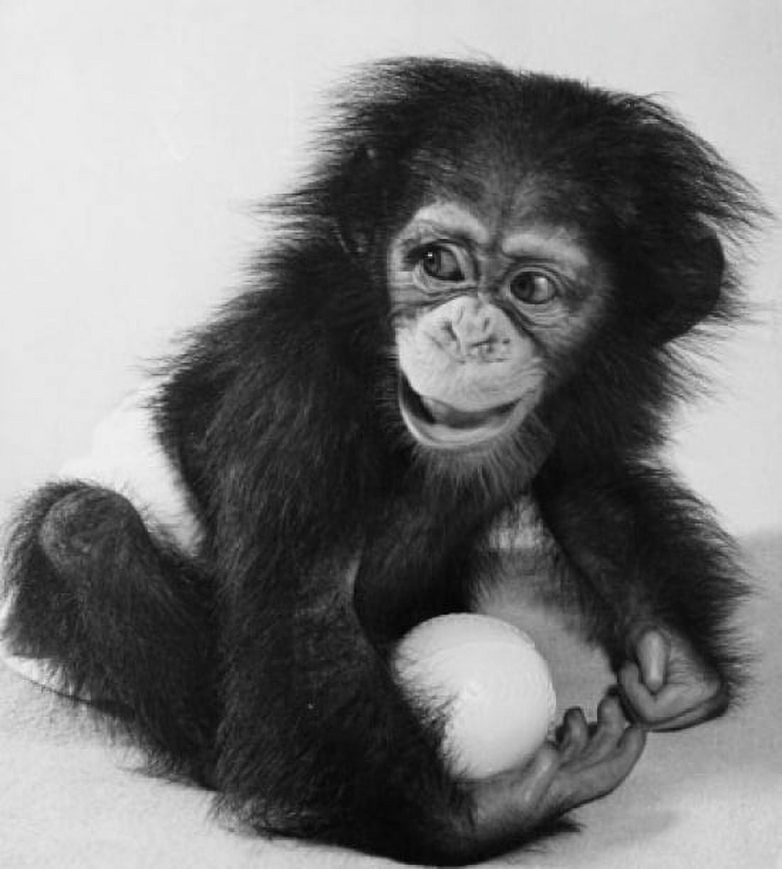 Close-up of a young chimpanzee holding a ball Canvas Art - (18 x 24)