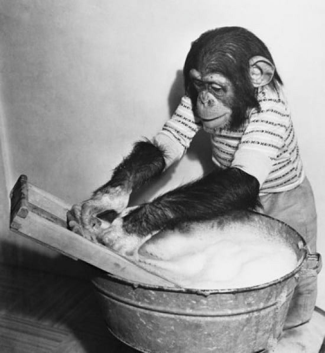 Close-up of a young chimpanzee washing a tray Canvas Art - (18 x 24)