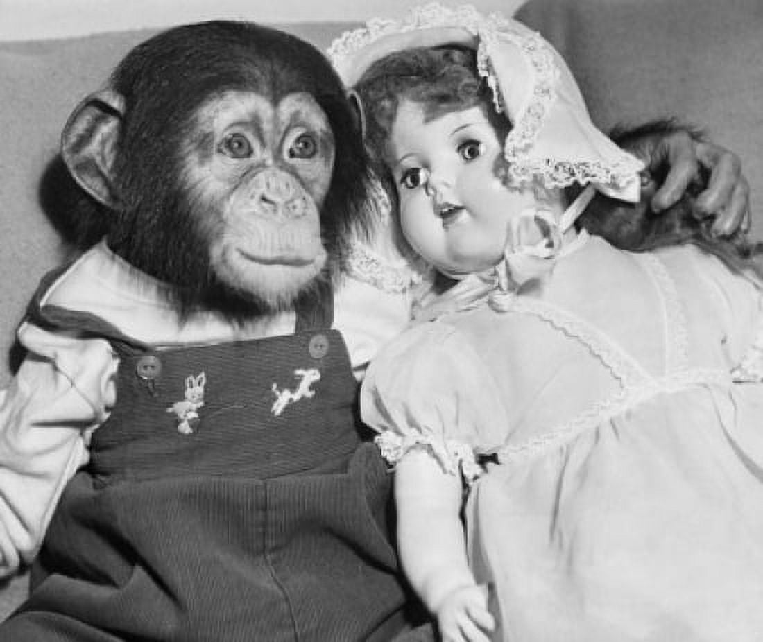 Close-up of a young chimpanzee with a doll Canvas Art - (18 x 24)