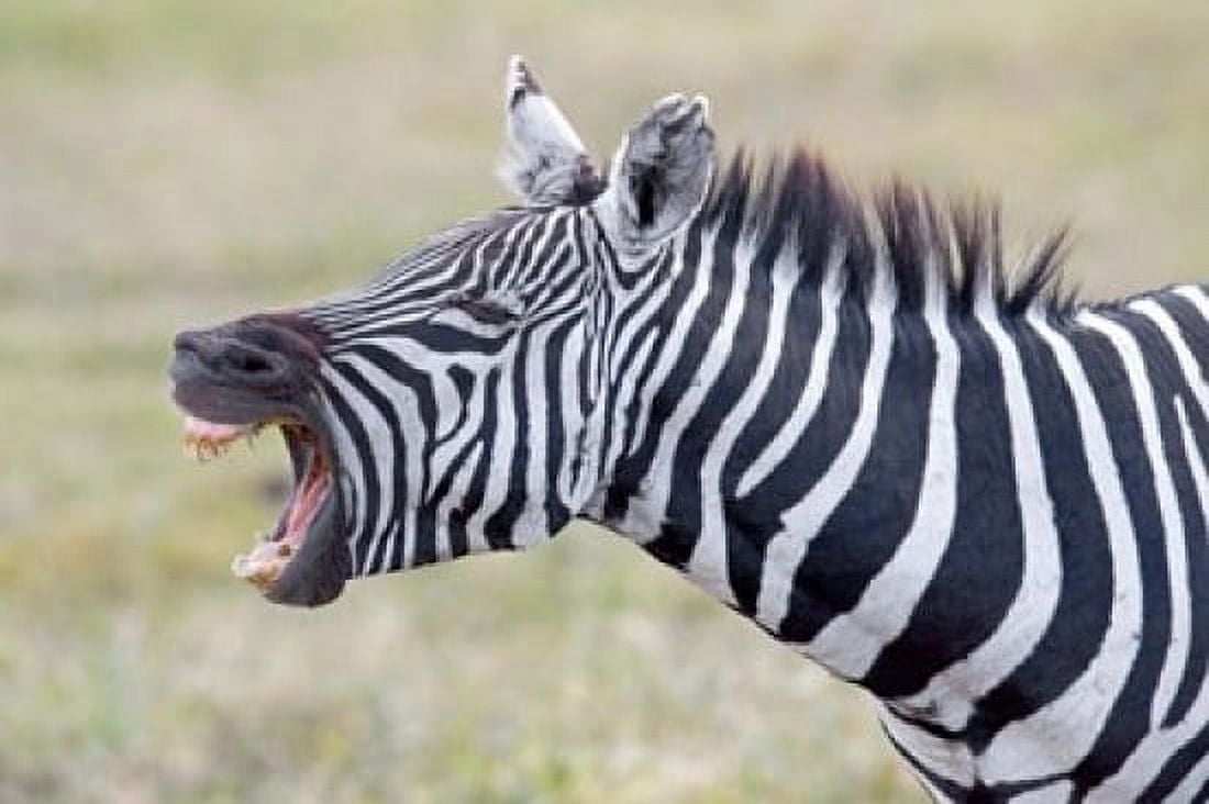 Close-up of a zebra braying Ngorongoro Crater Ngorongoro Conservation Area Tanzania Canvas Art - Panoramic Images (16 x 11)