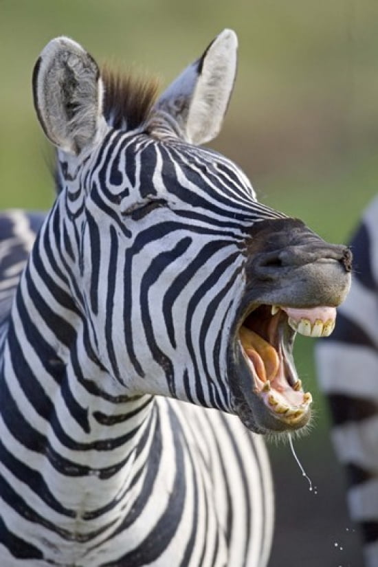 Close-up of a zebra calling Ngorongoro Crater Ngorongoro Conservation Area Tanzania Canvas Art - Panoramic Images (16 x 24)