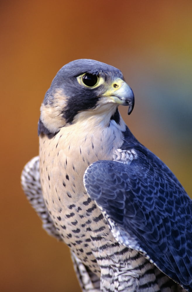 Close up of adult male Peregrine Falcon Canvas Art - John Hyde Design Pics (11 x 18)