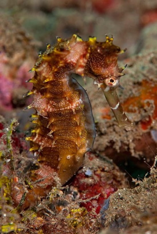 Close-up of adult spiny seahorse Canvas Art - Jaynes Gallery DanitaDelimont (13 x 20)