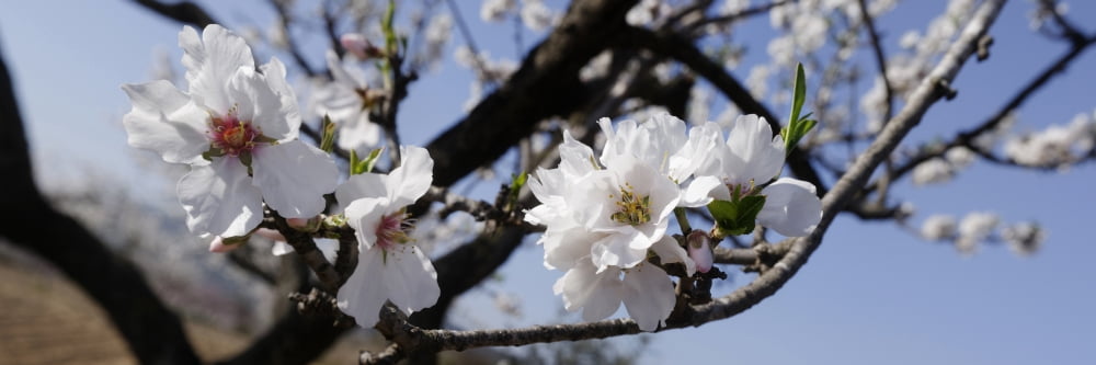 Close-up of almond flowers Vinaros Province of Castellon Spain Canvas Art - Panoramic Images (36 x 12)