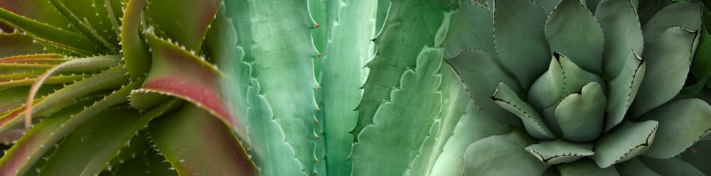 Close-up of aloe vera plants Canvas Art - Panoramic Images (36 x 12)