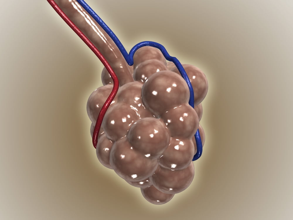 Close-up of alveolus Canvas Art - Stocktrek Images (33 x 25)