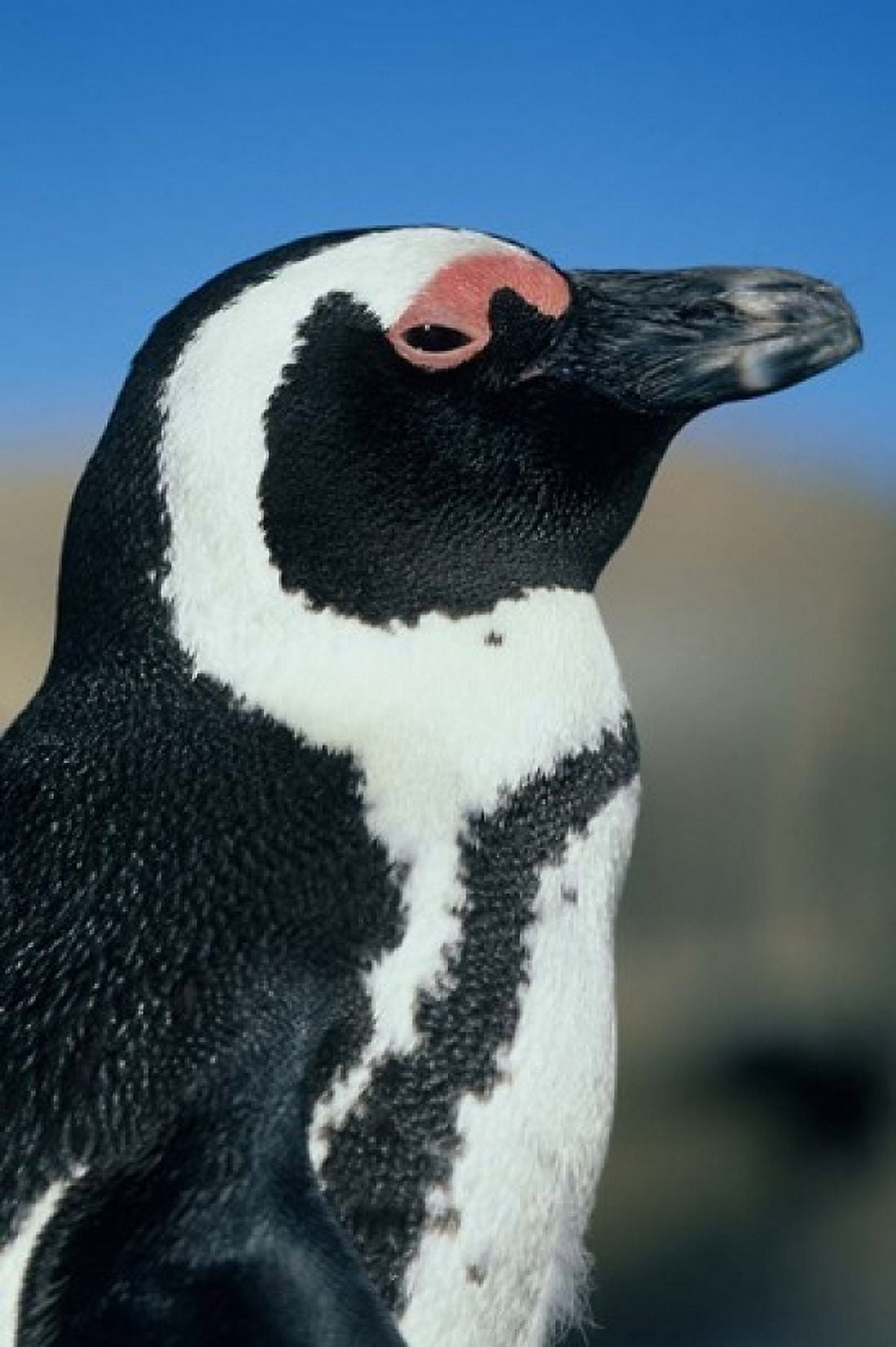 Close up of an African Penguin Cape Peninsula South Africa Canvas Art - Kevin Schafer DanitaDelimont (12 x 17)