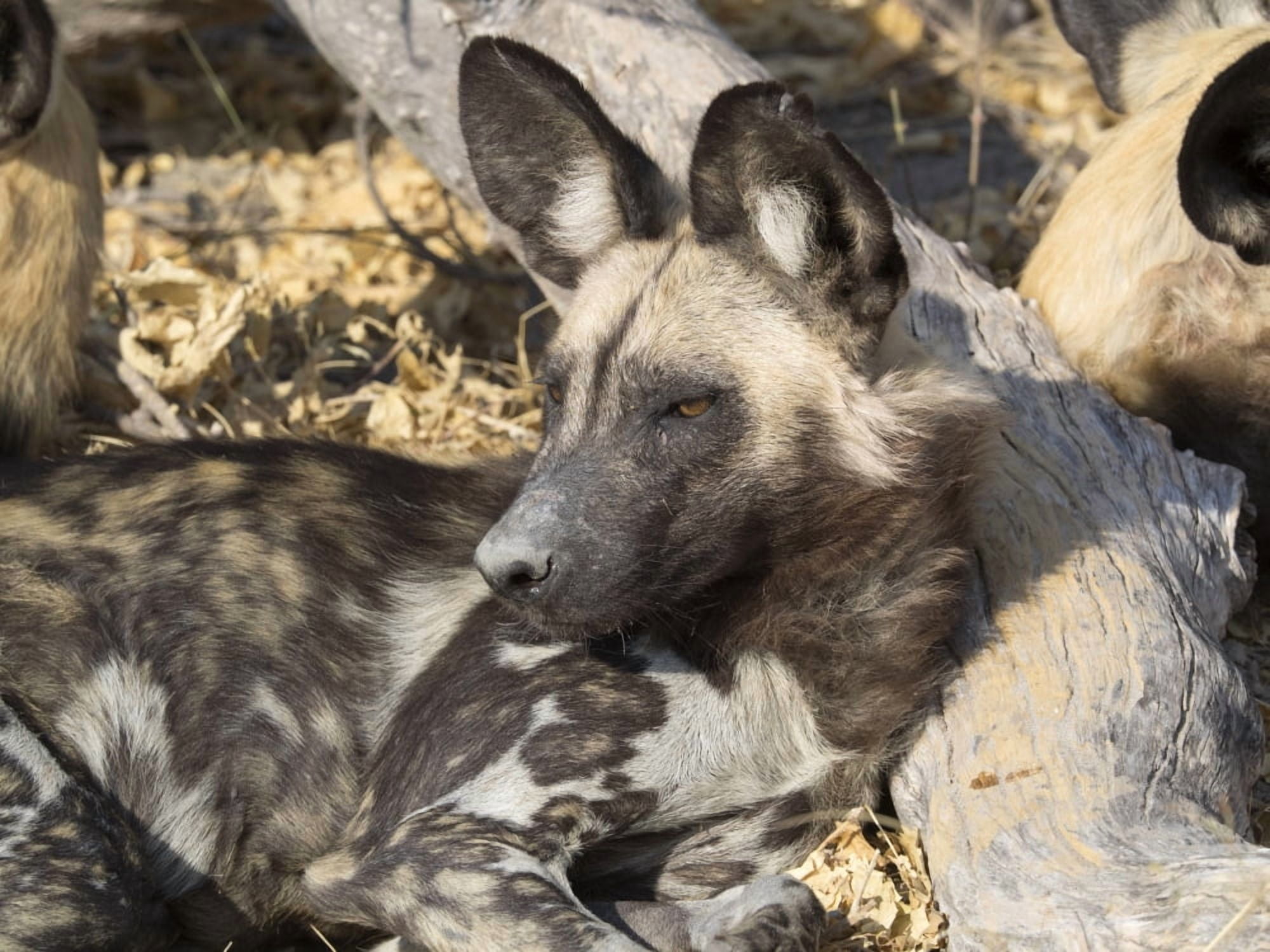 Close-up of an African Wild dog (Lycaon pictus) Okavango Delta Ngamiland Botswana Canvas Art - Panoramic Images (12 x 16)