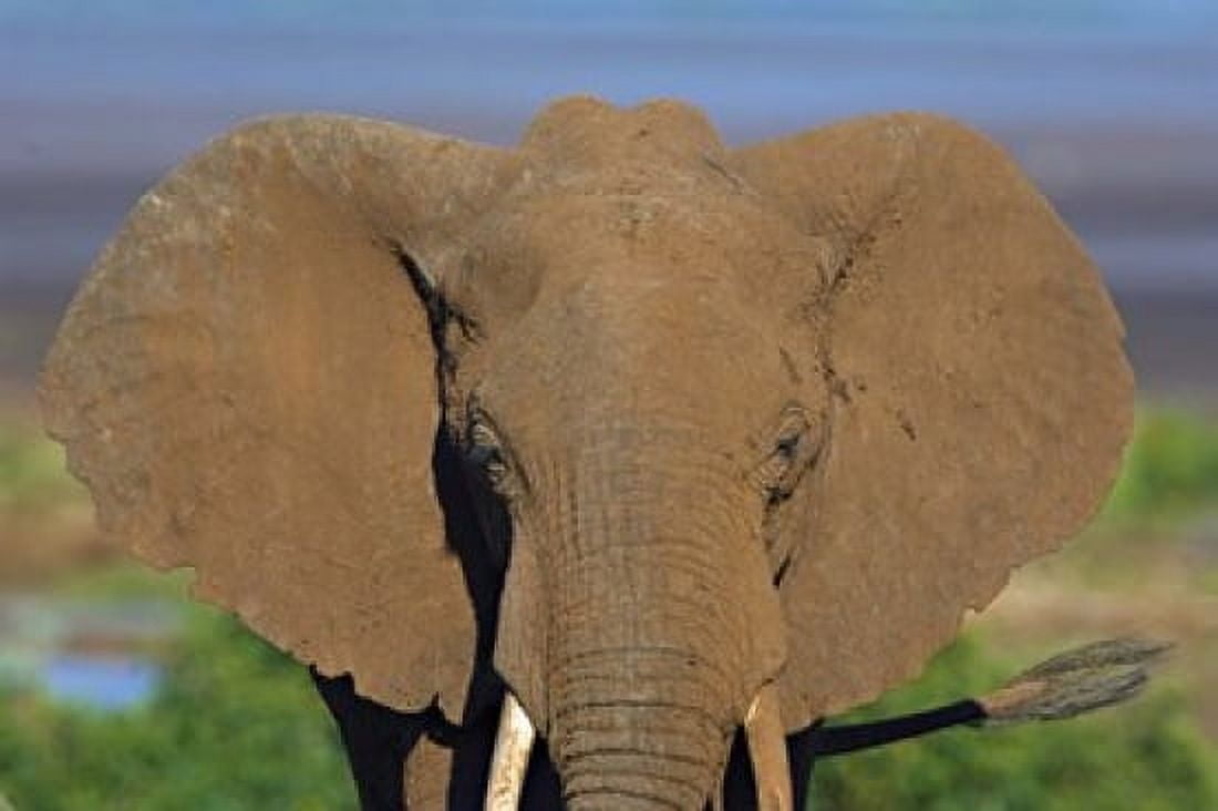 Close-up of an African elephant Lake Manyara Arusha Region Tanzania (Loxodonta Africana) Canvas Art - Panoramic Images (16 x 11)