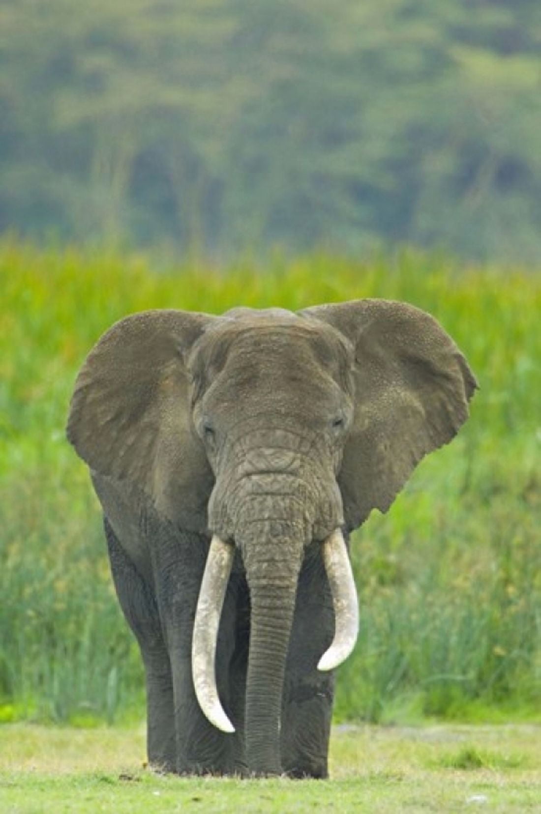 Close-up of an African elephant in a field Ngorongoro Crater Arusha Region Tanzania (Loxodonta Africana) Canvas Art - Panoramic Images (16 x 24)