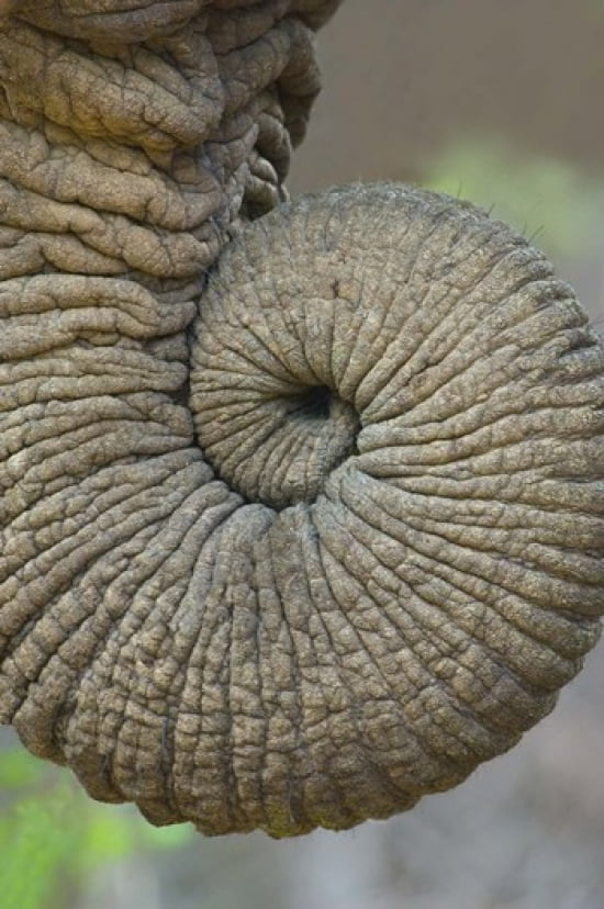 Close-up of an African elephants trunk Ngorongoro Crater Arusha Region Tanzania (Loxodonta Africana) Canvas Art - Panoramic Images (16 x 24)