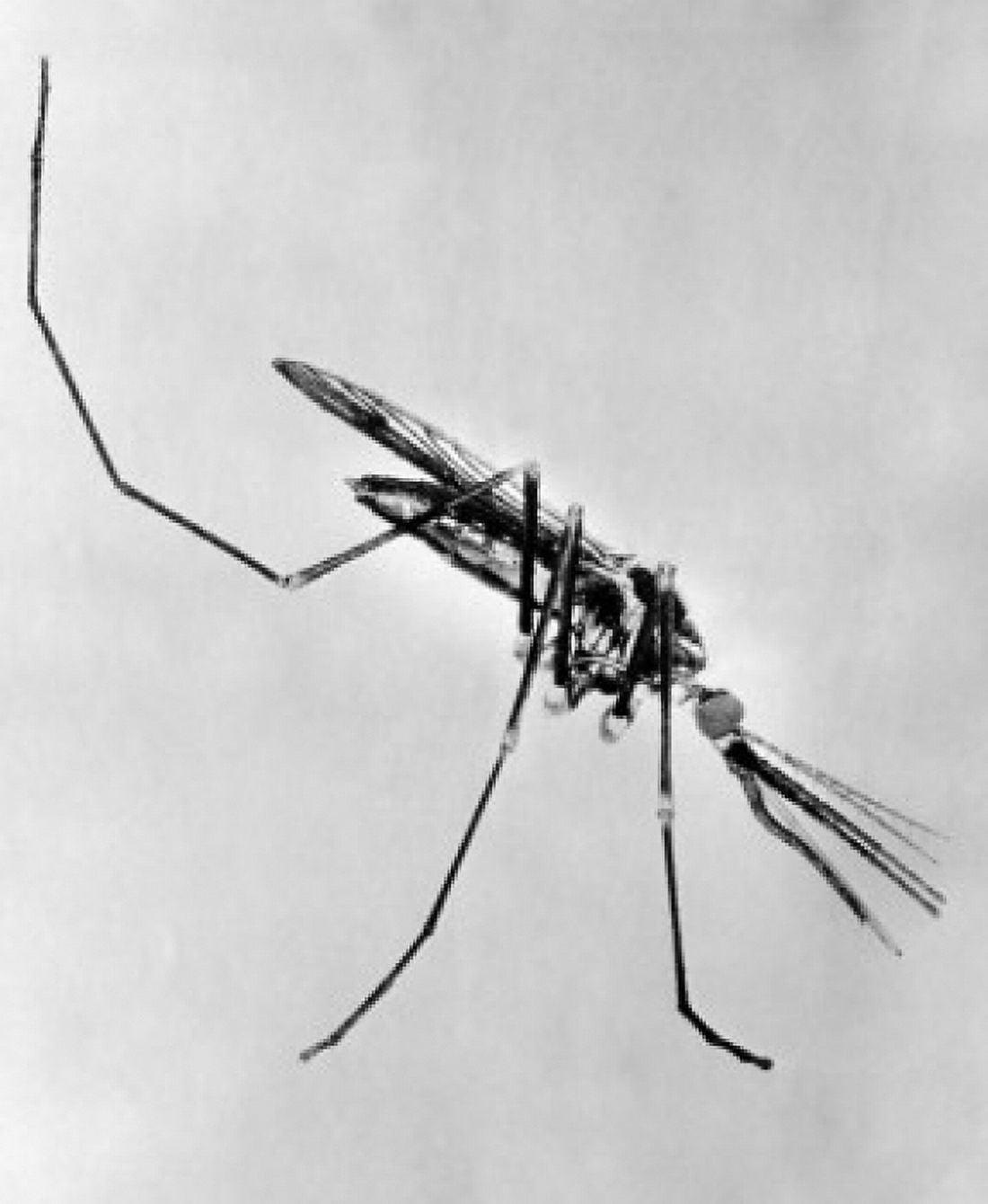 Close-up of an Anopheles Mosquito Canvas Art - (24 x 36)