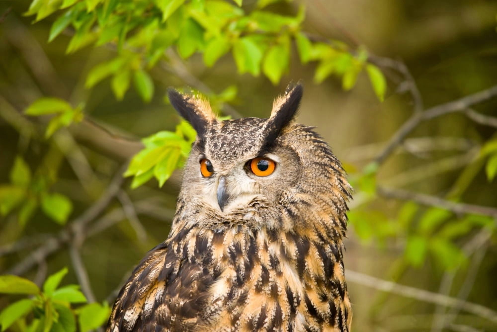 Close-up of an Eagle owl Canvas Art - Panoramic Images (36 x 12)