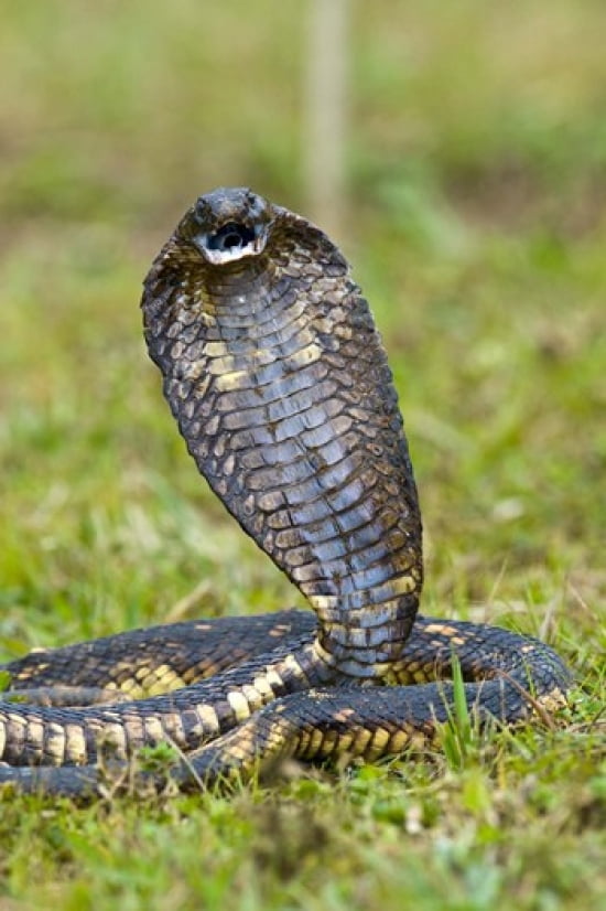 Close-up of an Egyptian cobra (Heloderma horridum) rearing up Lake Victoria Uganda Canvas Art - Panoramic Images (16 x 24)