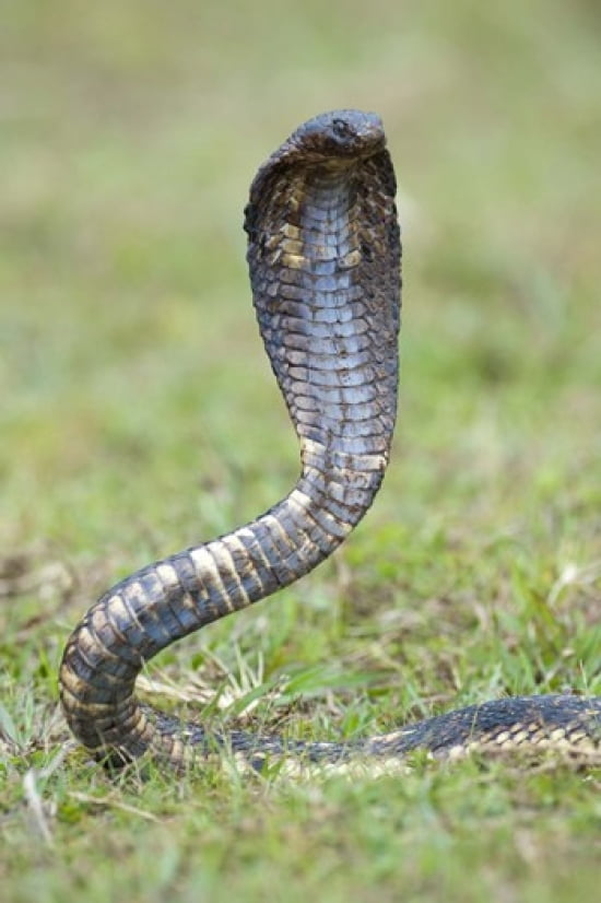 Close-up of an Egyptian cobra (Heloderma horridum) rearing up Lake Victoria Uganda Canvas Art - Panoramic Images (16 x 24)