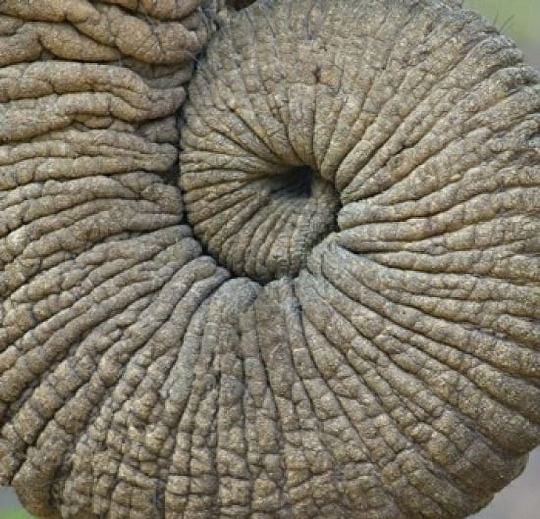 Close-up of an Elephant trunk Ngorongoro Conservation Area Arusha Region Tanzania Canvas Art - Panoramic Images (16 x 16)