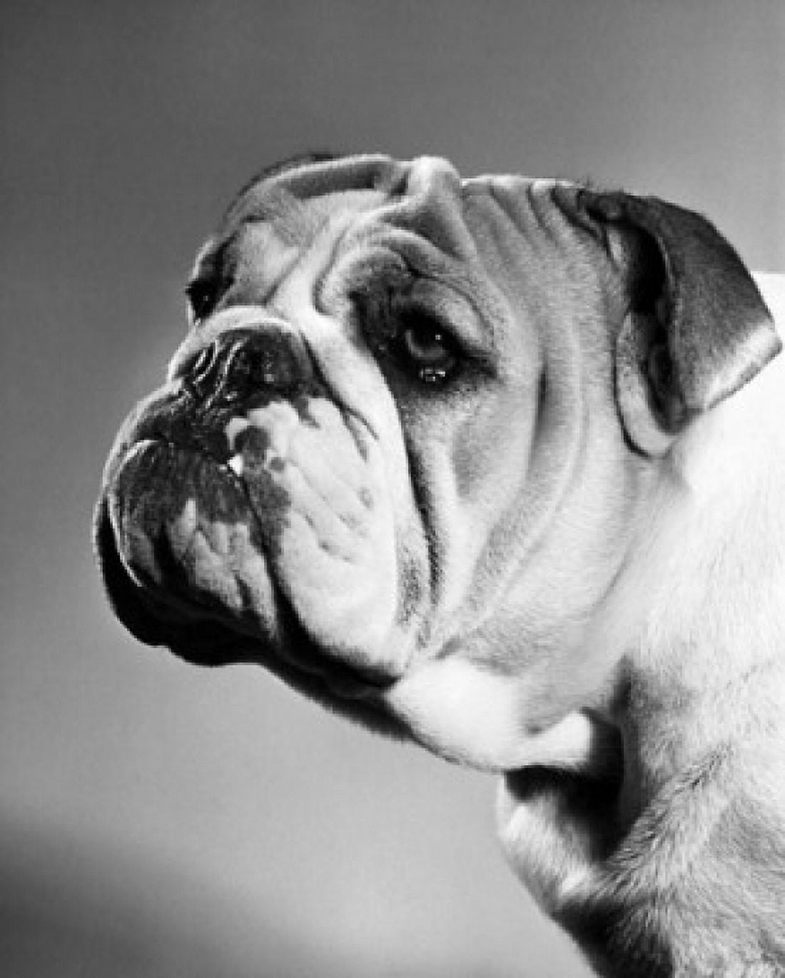 Close-up of an English Bulldog Canvas Art - (18 x 24)