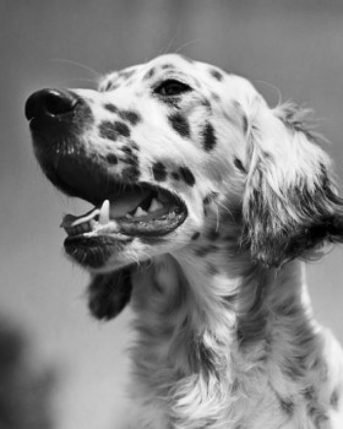 Close-up of an English Setter Canvas Art - (24 x 36)