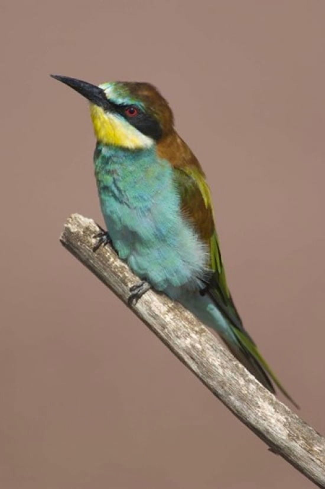Close-up of an European bee-eater perching on a branch Lake Manyara Arusha Region Tanzania (Merops apiaster) Canvas Art - Panoramic Images (16 x 24)