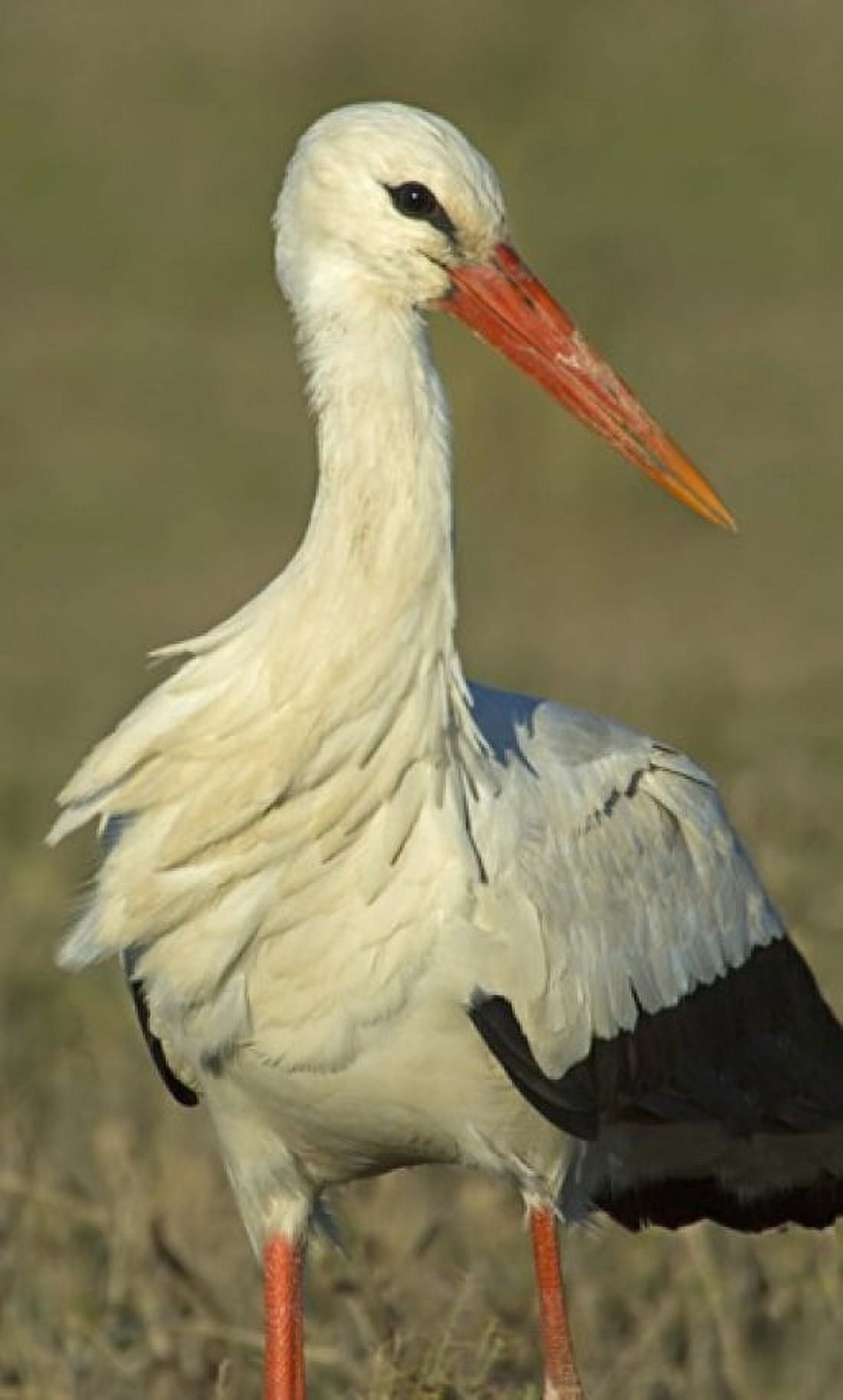 Close-up of an European white stork Ngorongoro Conservation Area Arusha Region Tanzania (Ciconia ciconia) Canvas Art - Panoramic Images (20 x 12)