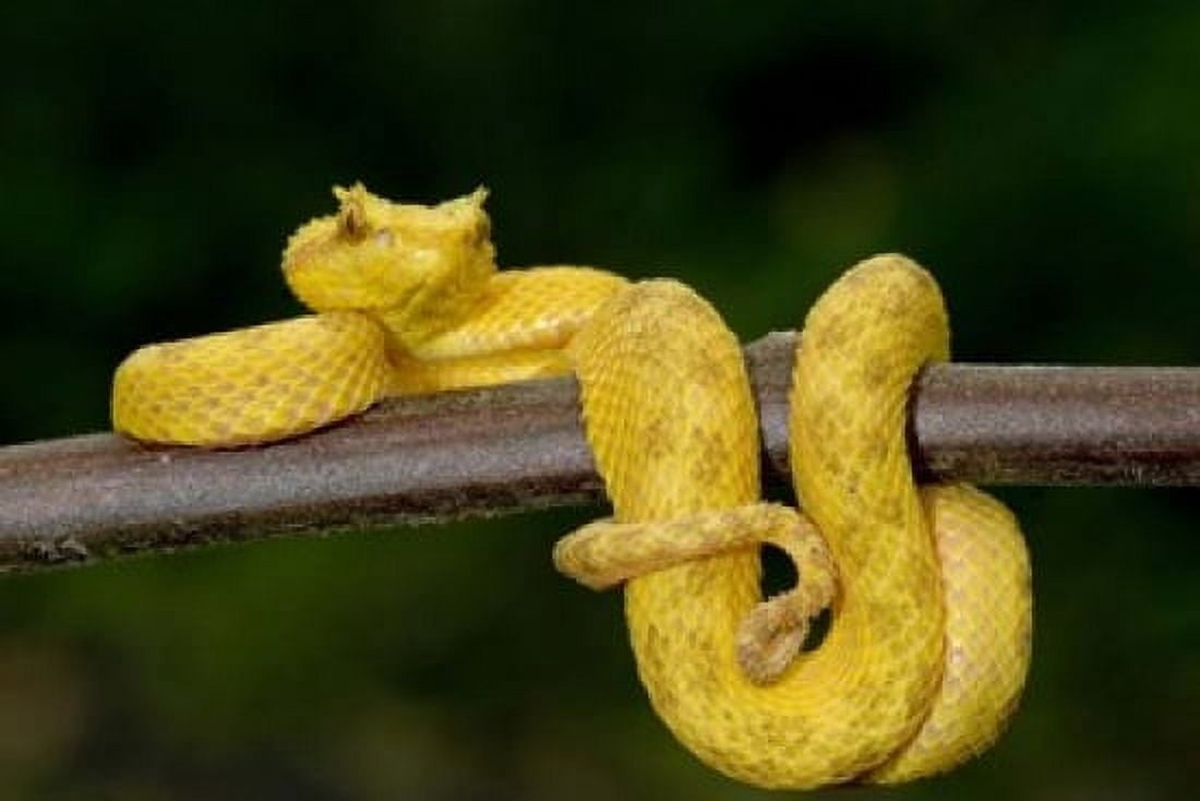 Close-up of an Eyelash viper (Bothriechis schlegelii) Arenal Volcano Costa Rica Canvas Art - Panoramic Images (16 x 11)