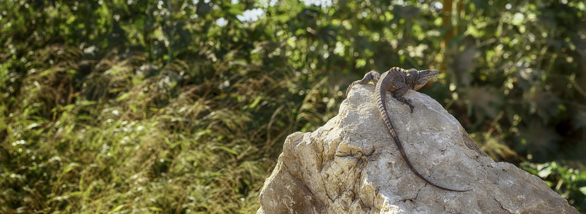Close-up of an Iguana Costa Rica Canvas Art - Panoramic Images (27 x 9)