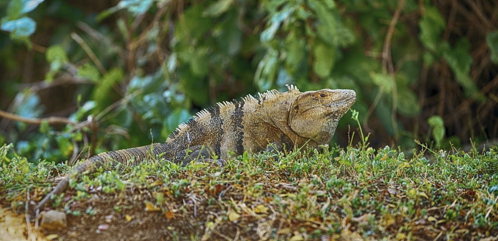 Close-up of an Iguana Costa Rica Canvas Art - Panoramic Images (27 x 9)