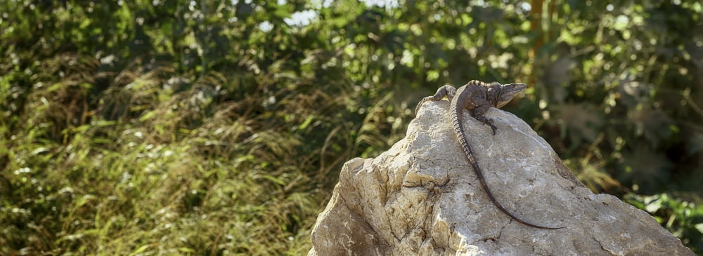 Close-up of an Iguana Costa Rica Canvas Art - Panoramic Images (36 x 12)