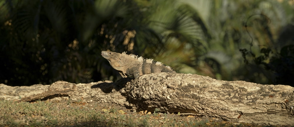 Close-up of an Iguana Costa Rica Canvas Art - Panoramic Images (36 x 12)