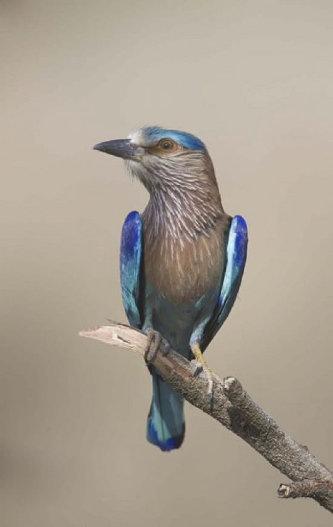 Close-up of an Indian roller (Coracias benghalensis) India Canvas Art - Panoramic Images (24 x 16)
