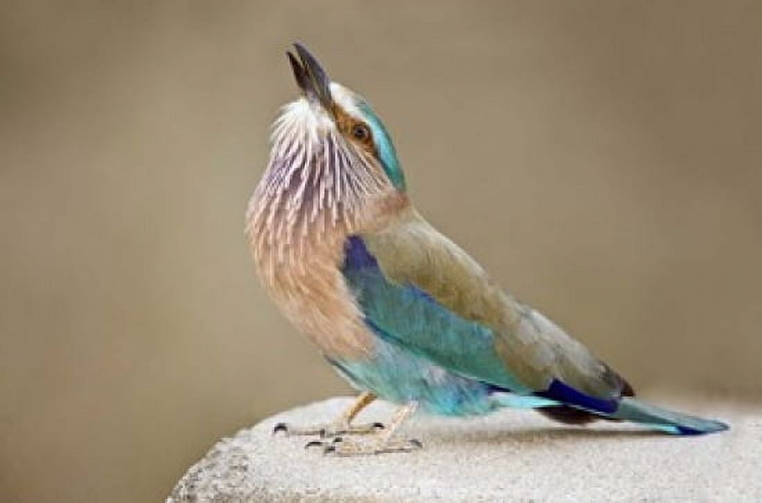 Close-up of an Indian roller (Coracias benghalensis) Kanha National Park Madhya Pradesh India Canvas Art - Panoramic Images (16 x 11)