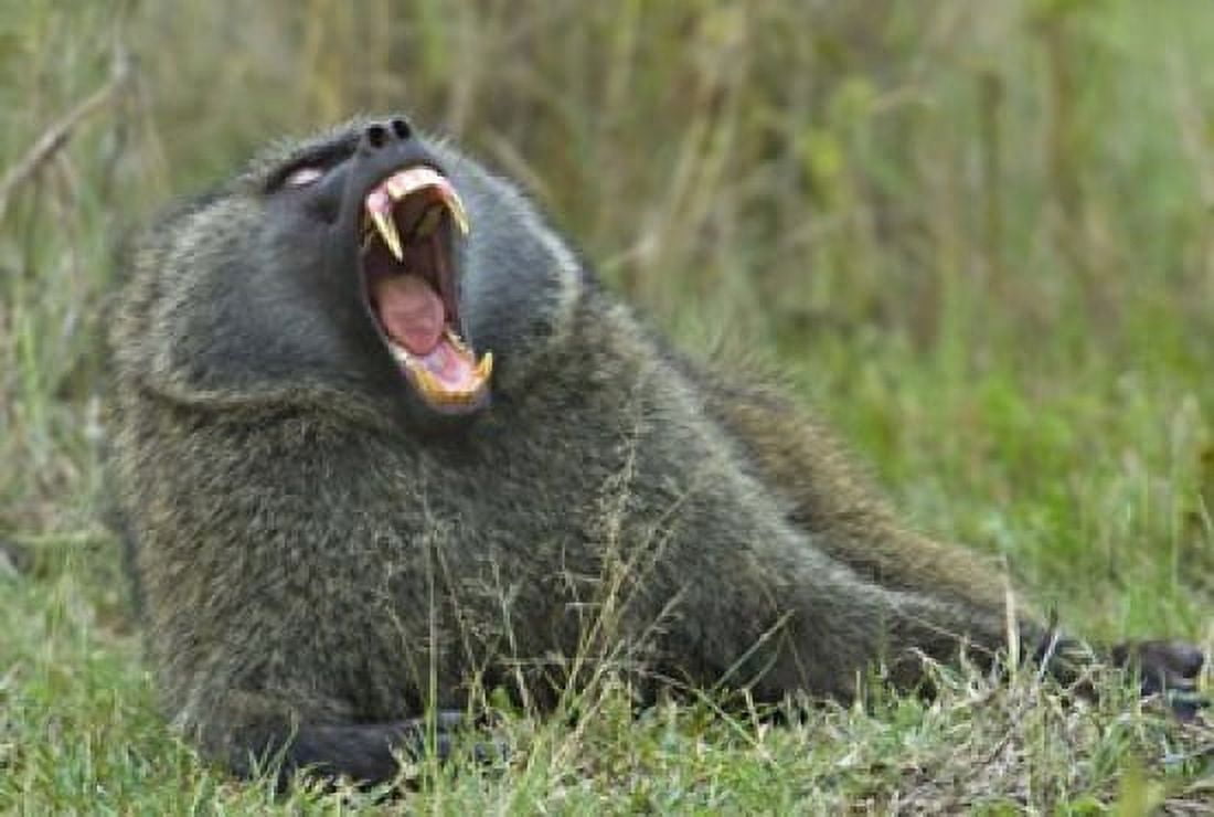 Close-up of an Olive baboon yawning Lake Nakuru Kenya (Papio anubis) Canvas Art - Panoramic Images (16 x 11)
